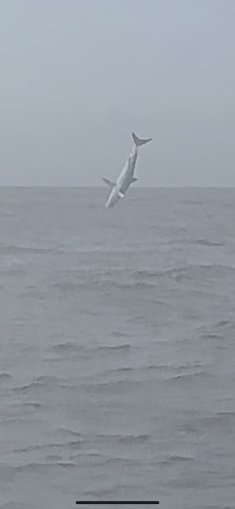 mako shark jumping